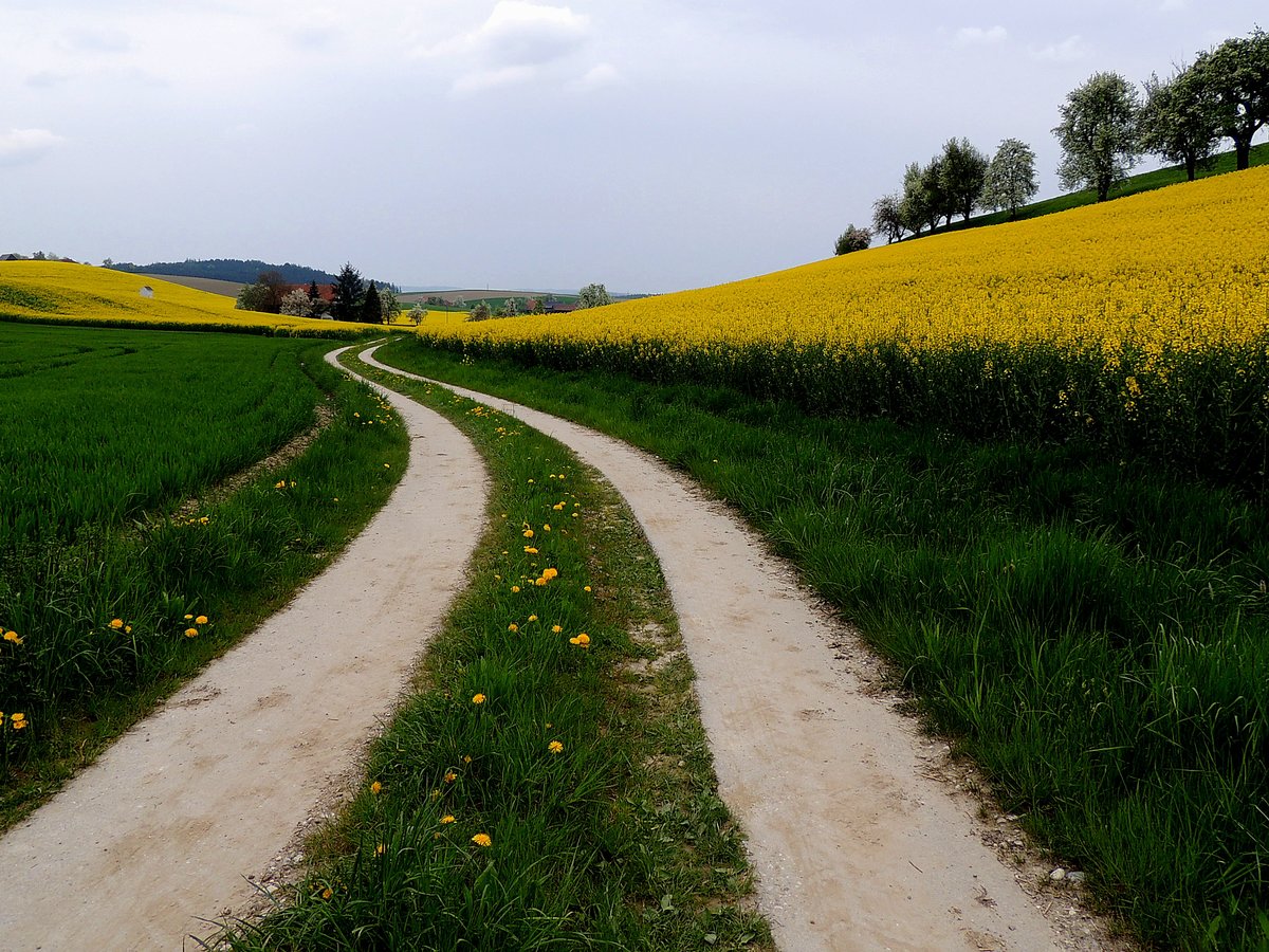 Landwirtschaftlicher Wanderweg entlang von blühenden Rapsfeldern u. Birnbäumen in der Nähe von Pattigham; 160423