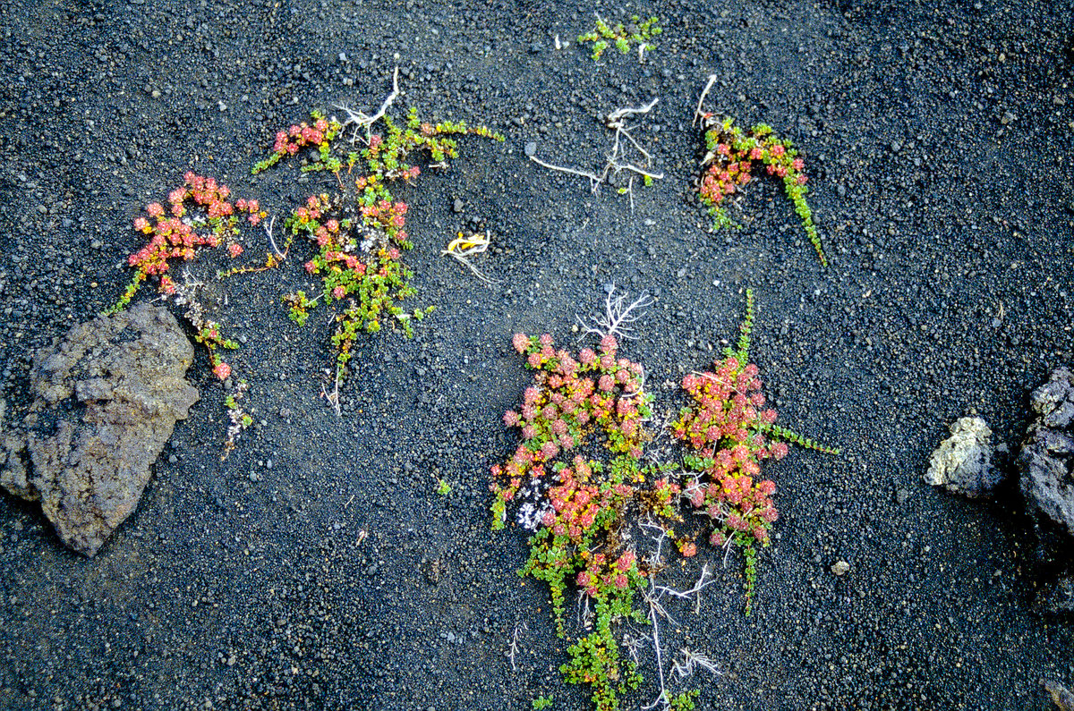 Lavasand mit Pflanzen in der Nähe von VK in Island. Bild vom Dia. Aufnahme: August 1995.