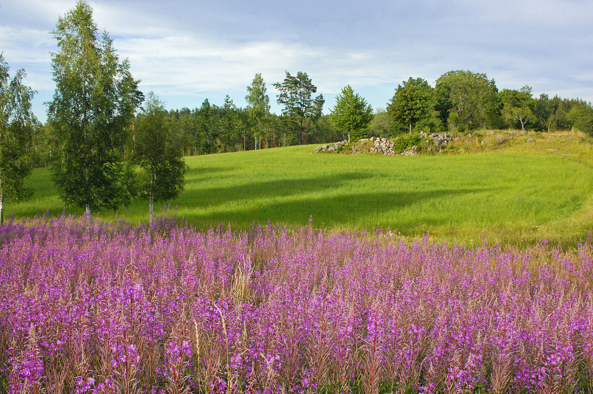 Lavendel und eine Wiese bei Sevedstorp in Schweden. Die Landschaft in der Nähe von Lönneberga ist Schauplatz vieler Astrid Lindgren-Kinderbücher.
Aufnahme: 21. Juli 2017.