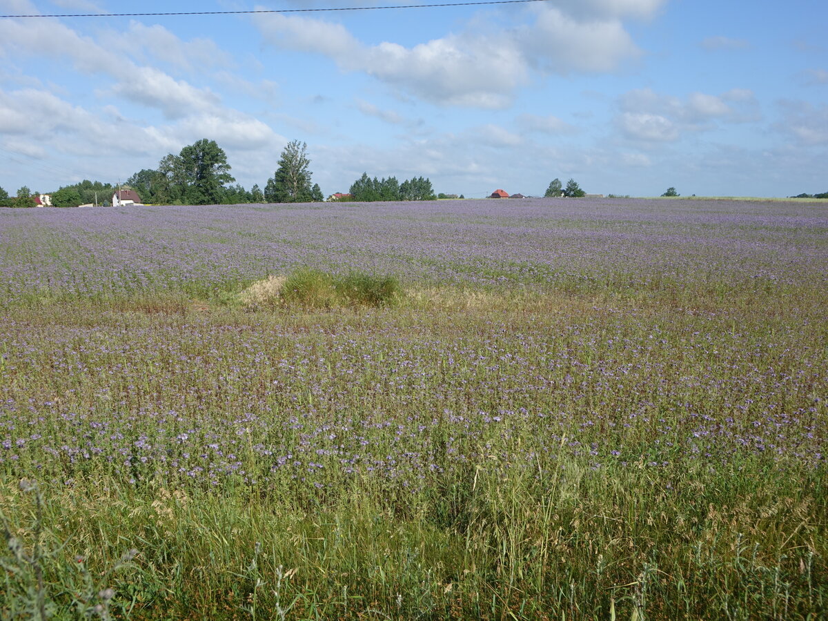 Lavendelfelder bei Stawiszyn, Großpolen (13.06.2021)