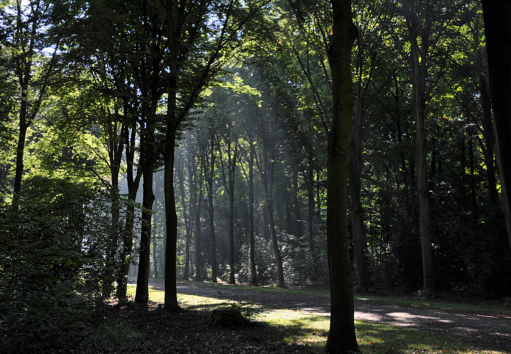 Leichter Dunst im Gegenlicht am Wald beim Schlo Augustusburg in Brhl - 07.10.2013