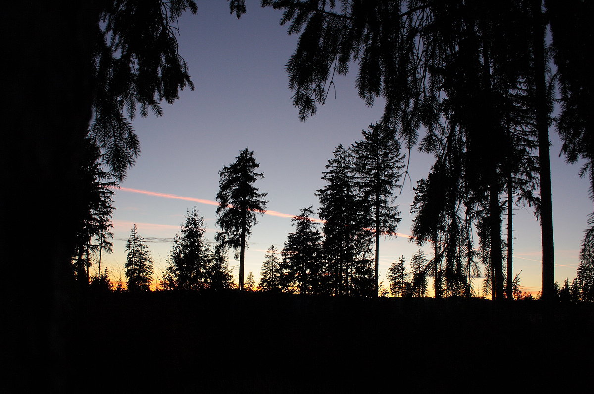 Letztes Abendrot hinter Bäumen an der Hahnenkleer Waldstraße, eines Nationalparkwegs zwischen Silberteich und Hahnenkleeklippen; Aufnahme vom Abend des 15.11.2018...