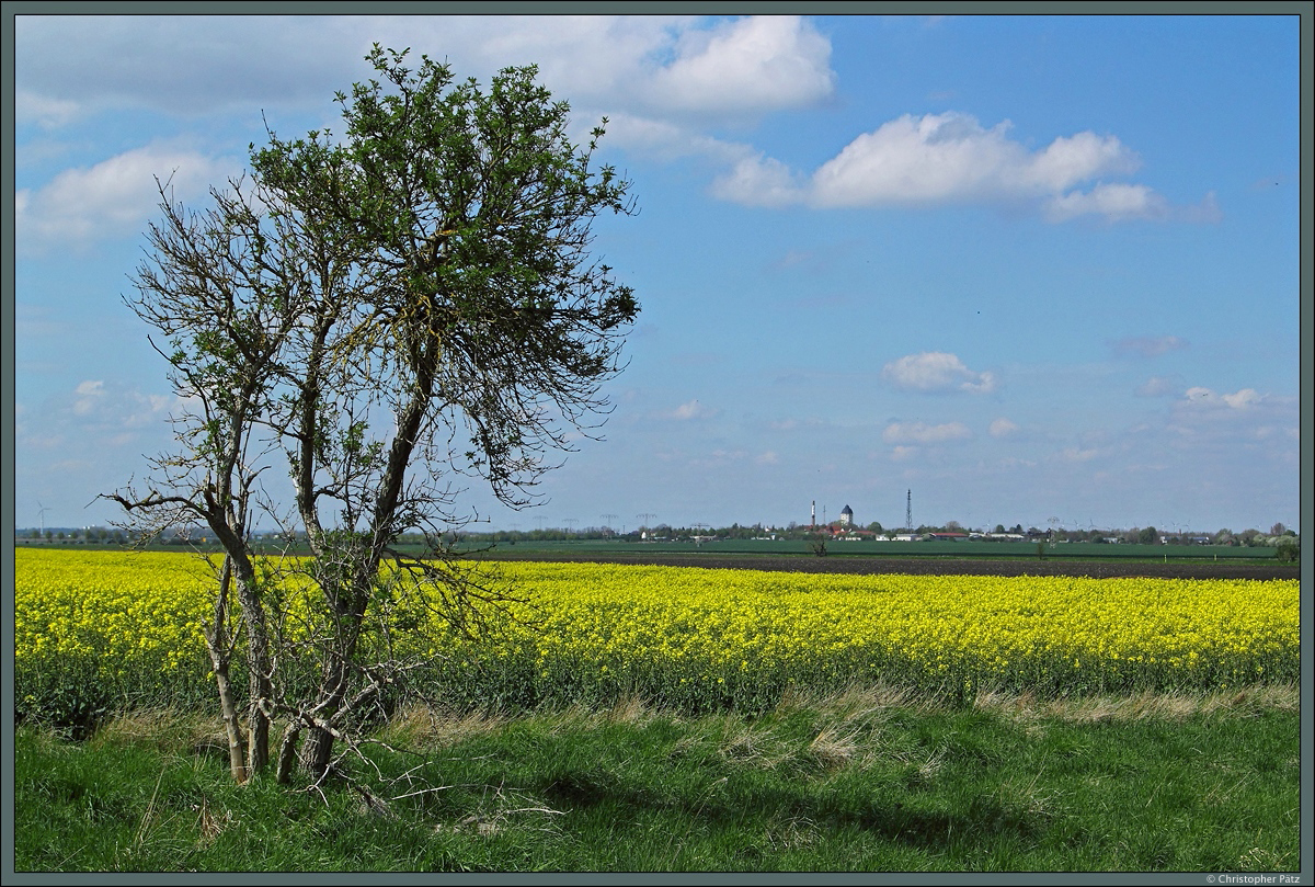 Leuchtend gelb blüht der Raps am 02.05.2015 nahe der Kleinstadt Egeln.