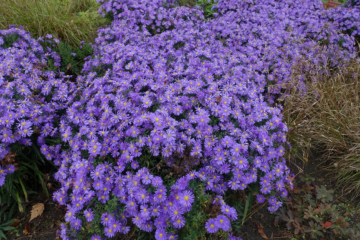 Leuchtender Oktober in Hamburg im Park Planten un Blomen am 11.10.2020 /