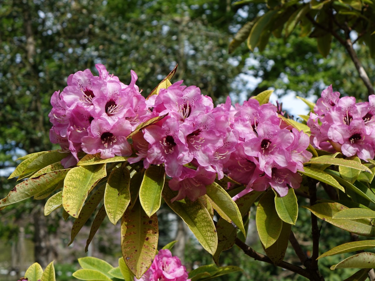 Leuven, Rhododendron Calophytum Dominik im Botanischen Garten (27.04.2015)