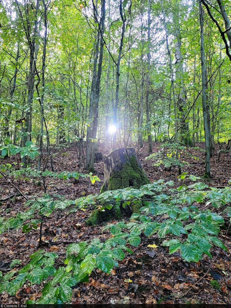 Lichtblicke auf der Wanderung vom Großen Knollen zurück nach Bad Lauterberg im Harz. Wenige Minuten vorher hatte es schlagartig gehagelt.

🕓 15.10.2023 | 15:11 Uhr