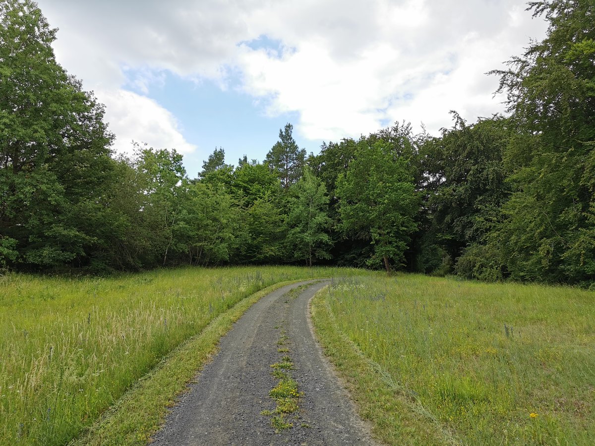 Lichtung an der 9. Schneise auf der Hohen Warte bei Fernwald Annerod. Aufgenommen am 25.06.2020. 