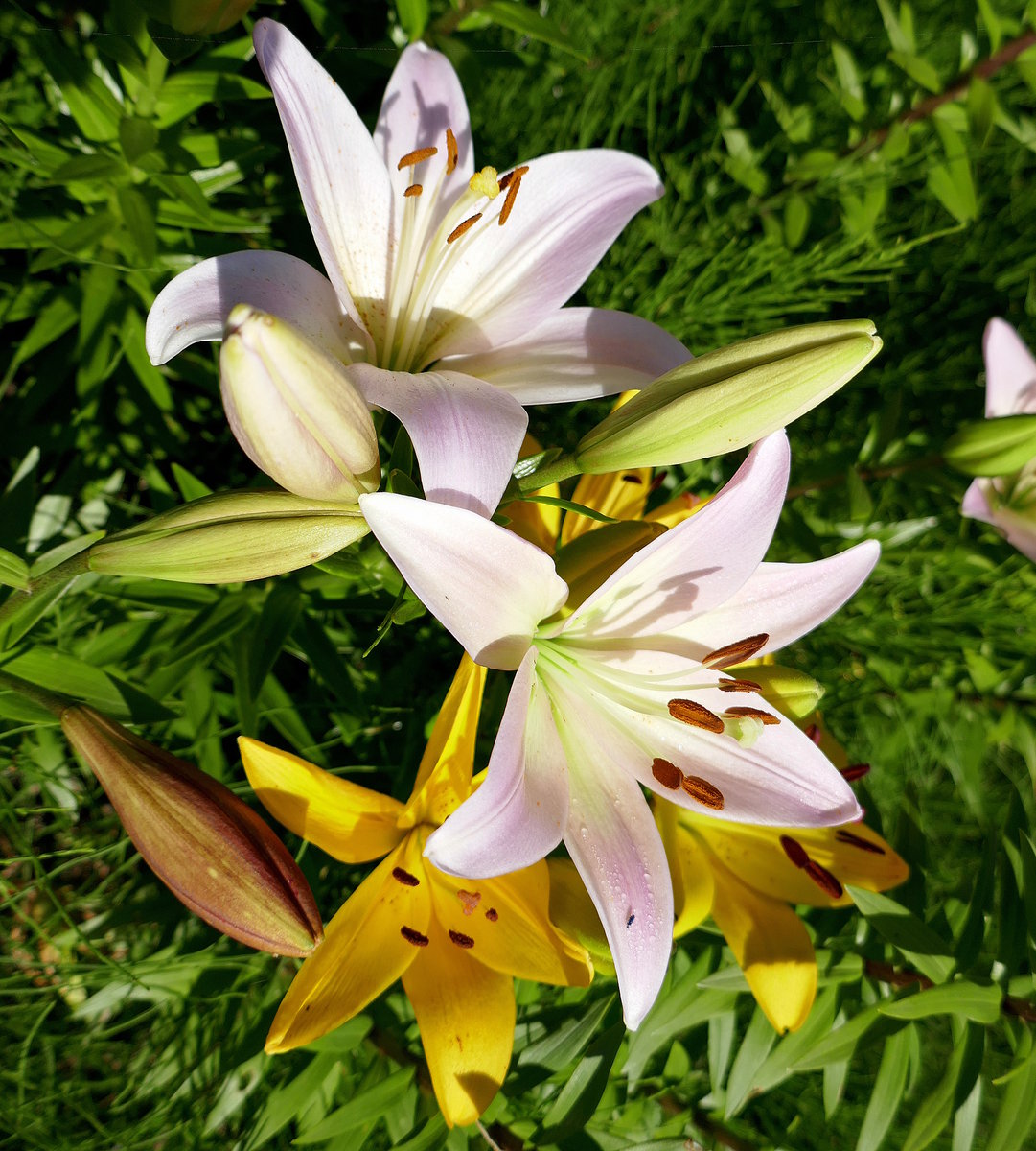 Lilien zum Selberschneiden auf einem Feld in der Rheinebene, Juni 2019