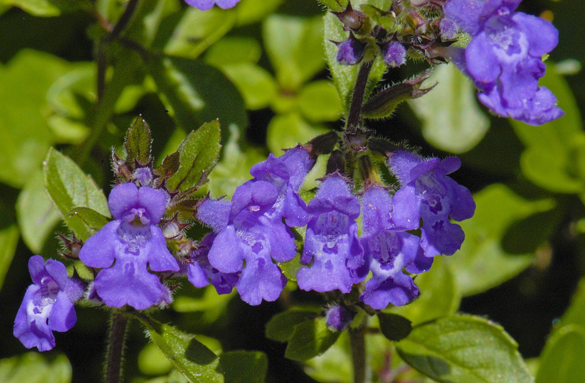 Lippenblütler (Lamiaceae oder Labiatae) im Berchtesgadener Land. Aufnahme: Juli 2008.