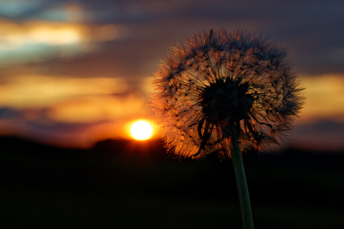 Löwenzahn im Abendlicht bei Lauf, 31.07.2021