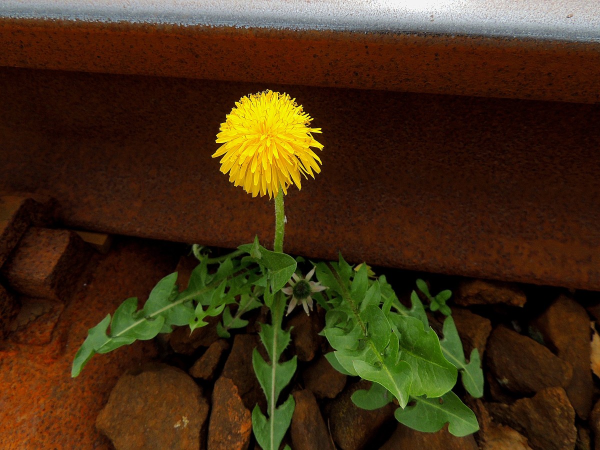 Löwenzahn (Taraxacum sect. Ruderalia), gedeiht im Gleisbett; 140405