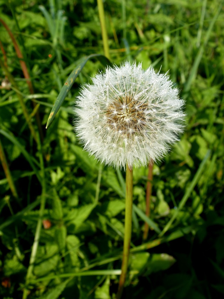 Lwenzahn, im verblhten Zustand, im Volksmund Pusteblume genannt, Okt.2014