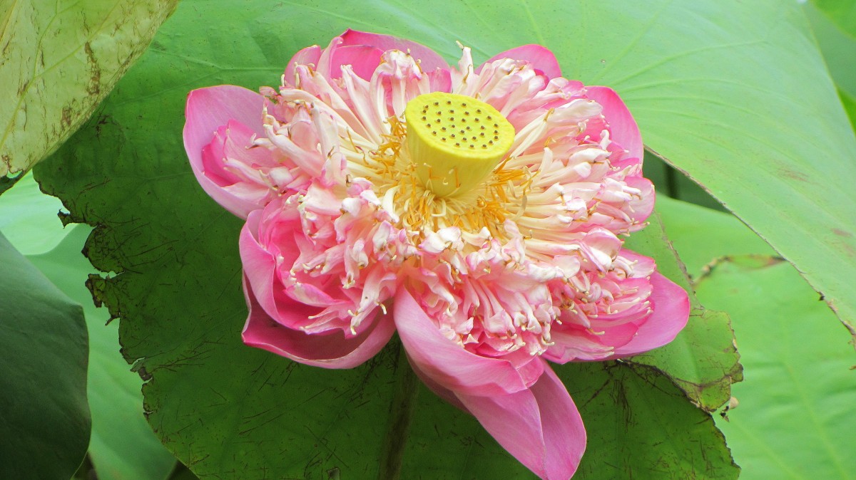 Lotosblume (Nelumbo nucifera) mit reifer Frucht im Inneren am 28.8.2013 in Saigon (Vietnam).