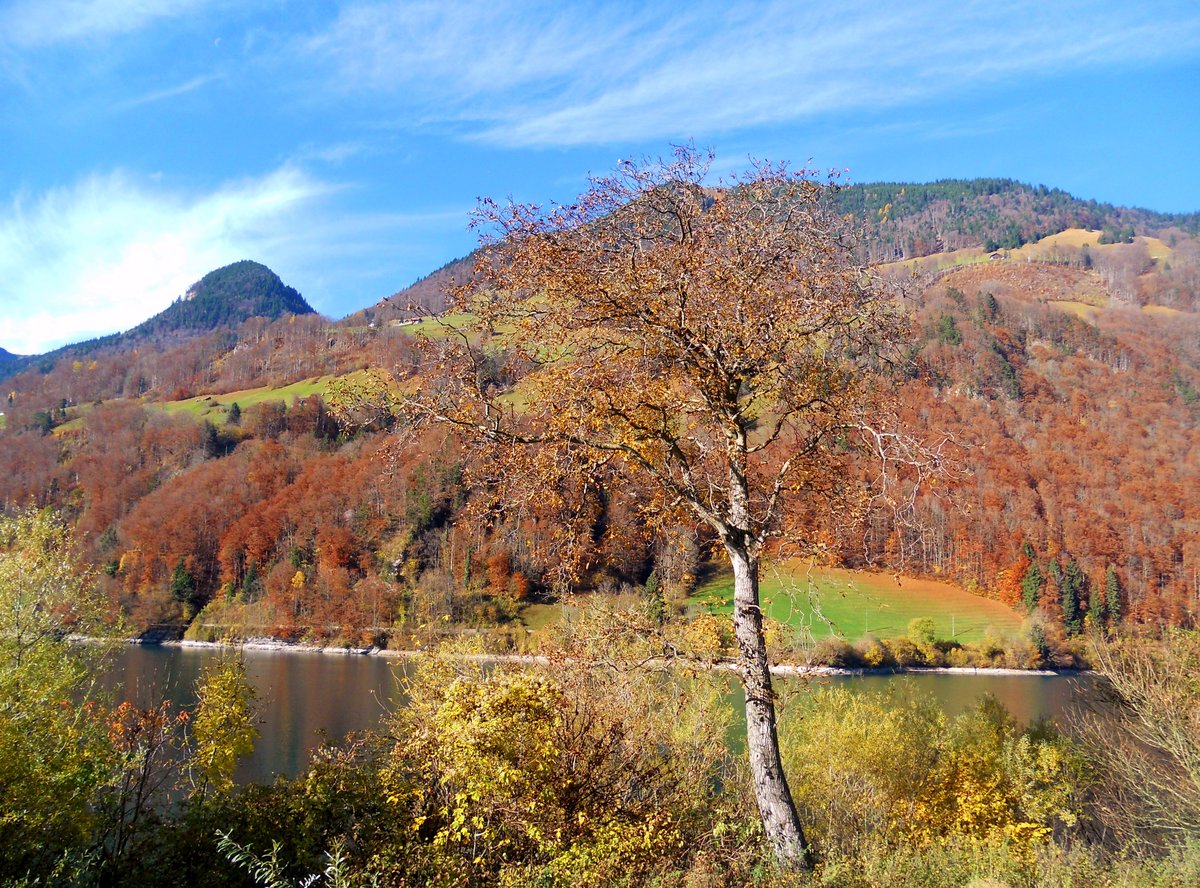 Lungernsee, Der Lungerersee, auch Lungernsee, seltener Lungerensee geschrieben, ist ein Naturstausee im Kanton Obwalden. Der See kann vom Brünigpass oder von Luzern her durch das Sarneraatal erreicht werden. - 04.11.2015