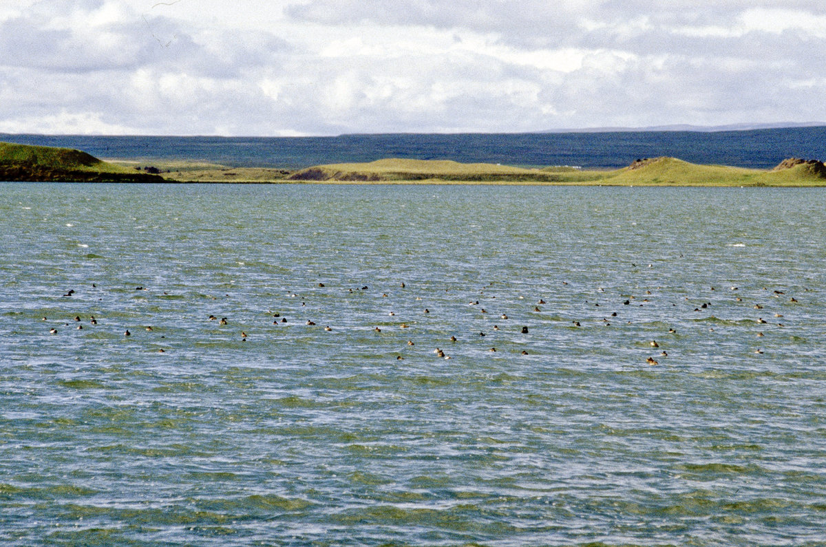 Mývatn (»Mückensee«). Der See hat seinen Namen von den im Sommer teilweise sehr großen Mückenschwärmen, die jedoch Grundlage für den beachtlichen Fischreichtum und die vielfältige Entenpopulation sind. Bild vom Dia. Aufnahme: August 1995.