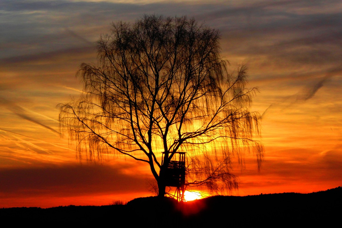 Mächtige Birke mit Hochsitz im Abendrot bei Burgpreppach, aufgenommen am 12.4.2015