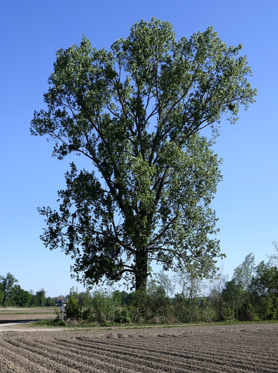 mächtige Pappel in der Rheinebene, April 2020