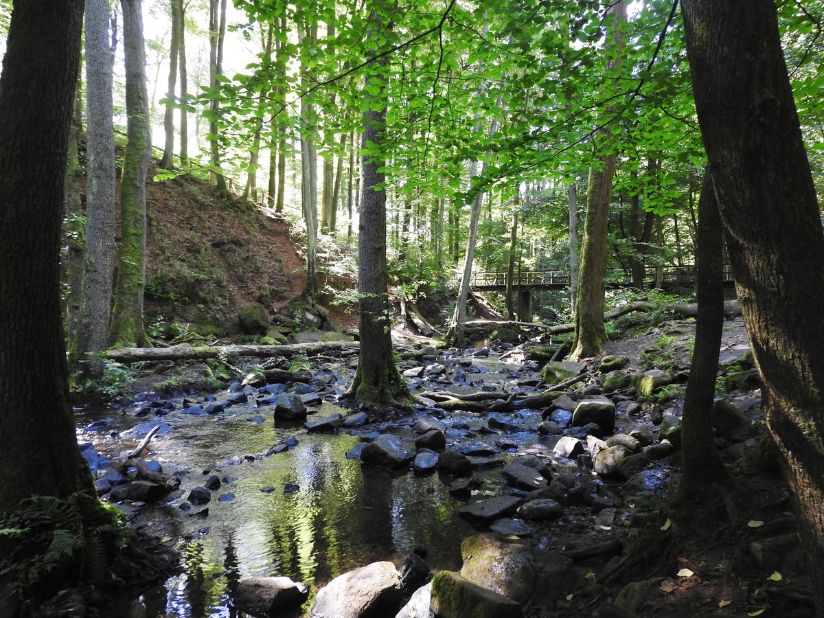 MÄRCHENHAFTE HOLZBACHSCHLUCHT IM WESTERWALD-

gelegen zwischen RENNEROD und WESTERBURG,eines der ältesten Naturschutzgebiete
im Westerwald,bereits 1929 von den preuß. Behörden zum Schutzgebiet erklärt.

Ob allerdings in den Höhlen am Bach der berüchtigte Räuber SCHINDERHANNES
zeitweilig Zuflucht fand,gehört wohl eher in den Bereich der Legende.....
Hier fotografiert am 23.8.2016