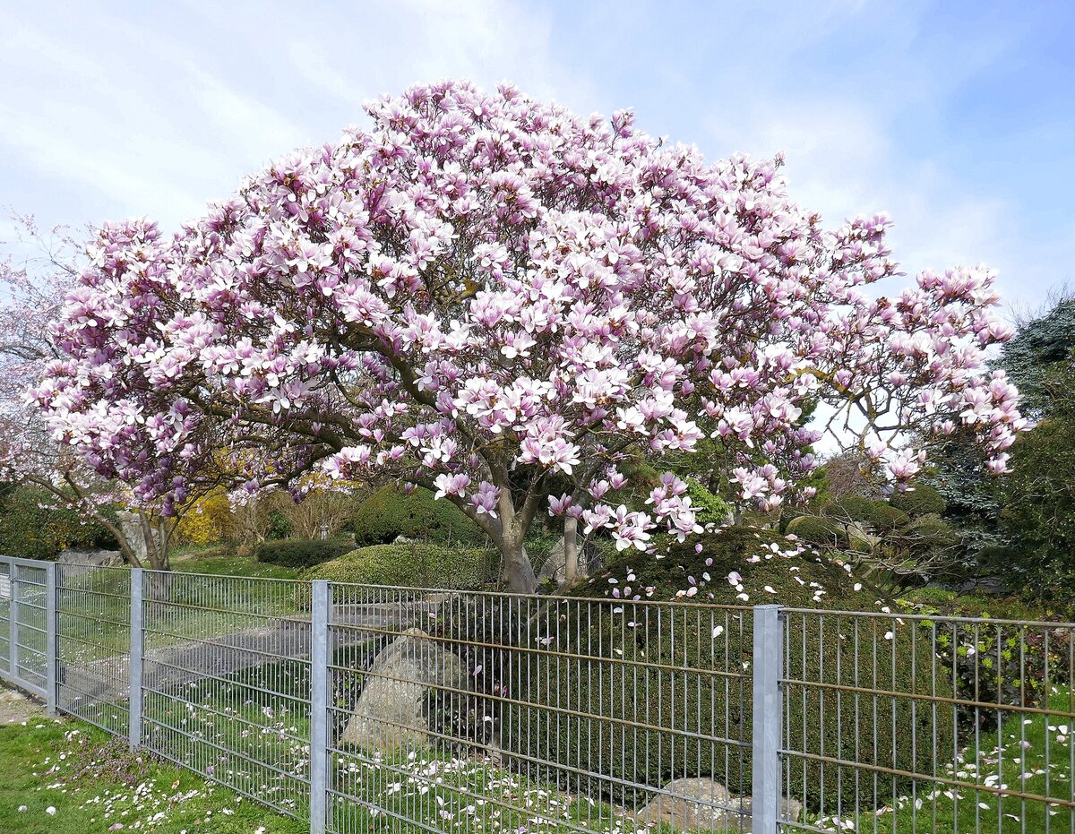 Magnolie in voller Blüte, steht im Japanischen Garten in Freiburg/Breisgau, März 2023