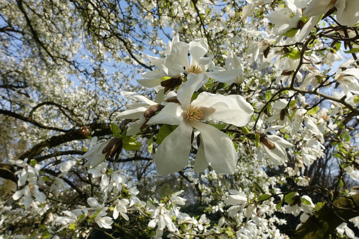 Magnolien am 6.4.2019 im Hamburger Stadtpark /