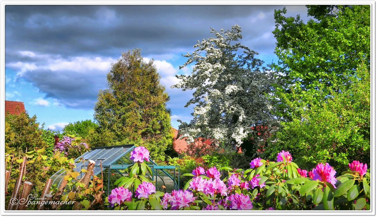 Maienzeit, ist Rhododendronzeit, Büsche wie Azaleen & Rhododendron dürfen in keinem Norddeutschen Garten fehlen, hier finden die Pflanzen das richtige Klima und den geeigneten Boden. Samtgemeinde Fintel Kreis Rotenburg/Wümme, Mai 2020.