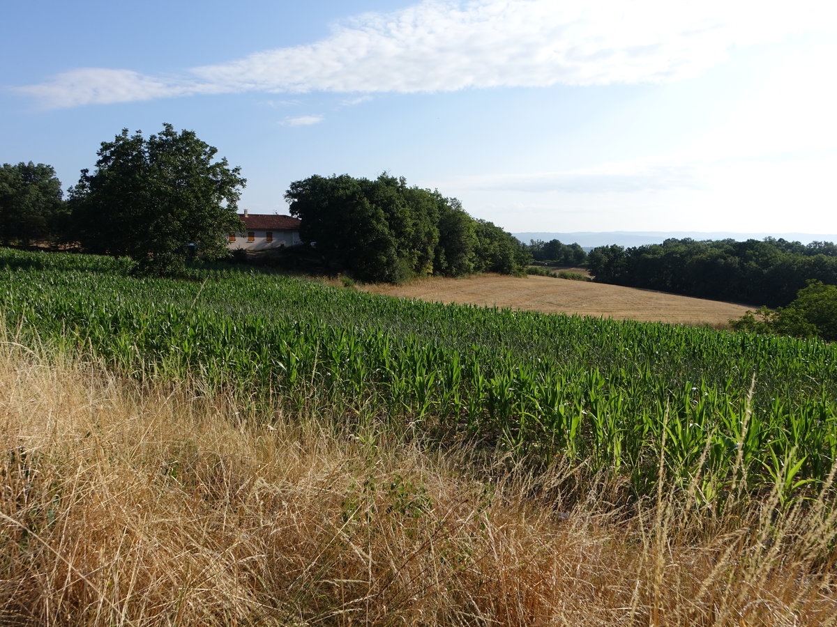 Maisfeld bei Martel im Department Lot (22.07.2018)