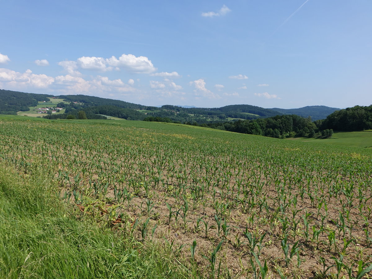 Maisfelder bei Balbersdorf, Oberpfalz (03.06.2017)