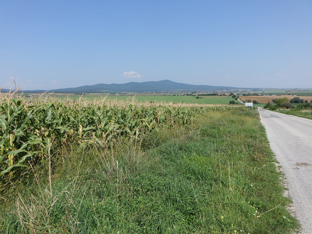 Maisfelder bei Radosina im Donauhügelland am Fuße des Inowetz Gebirge (29.08.2019)