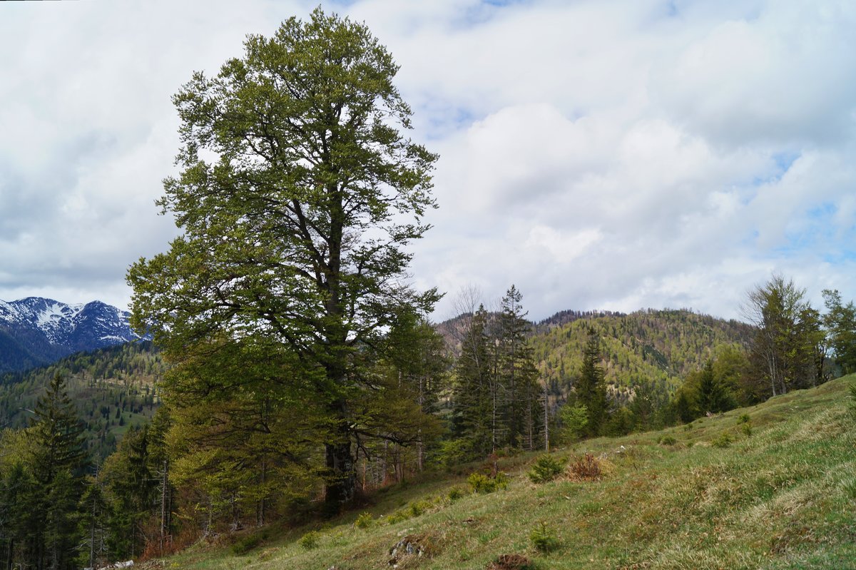 Majestätisch thront diese alte Buche alleine auf einer Waldlichtung. Aufgenommen nahe der österreichisch-deutschen Grenze in den Brandenberger Alpen. (01.05.2020)