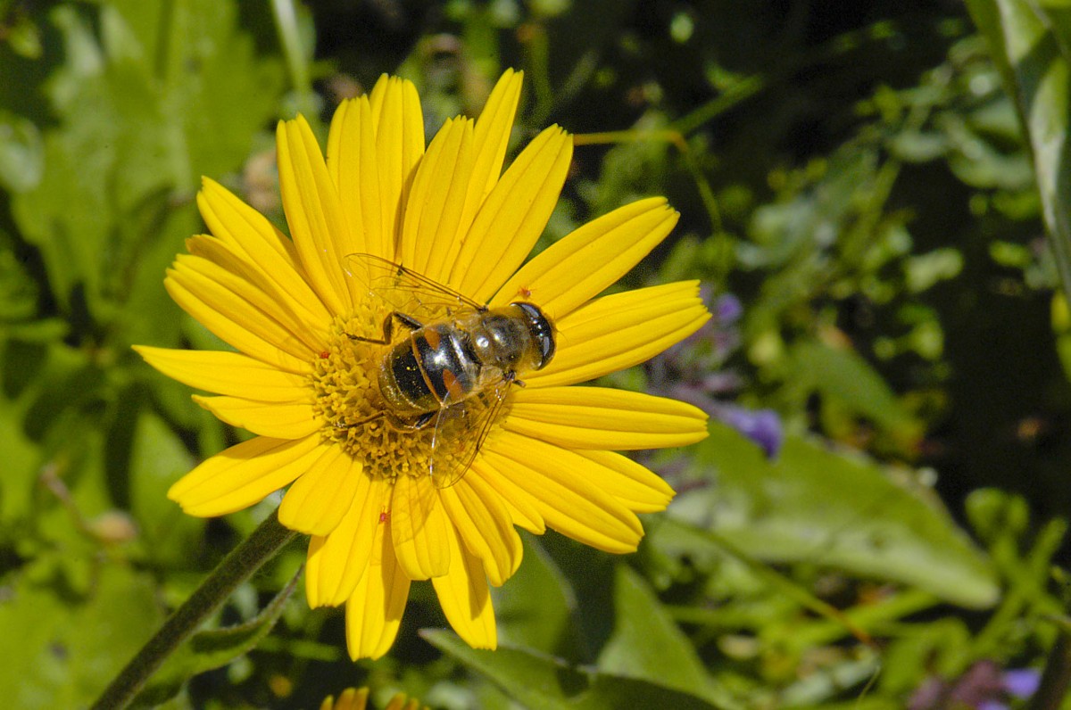 Margerite (Leucanthemum) auf dem Wasserfall-Alm im Berchtesgadener Land. Aufnahme: Juli 2008.