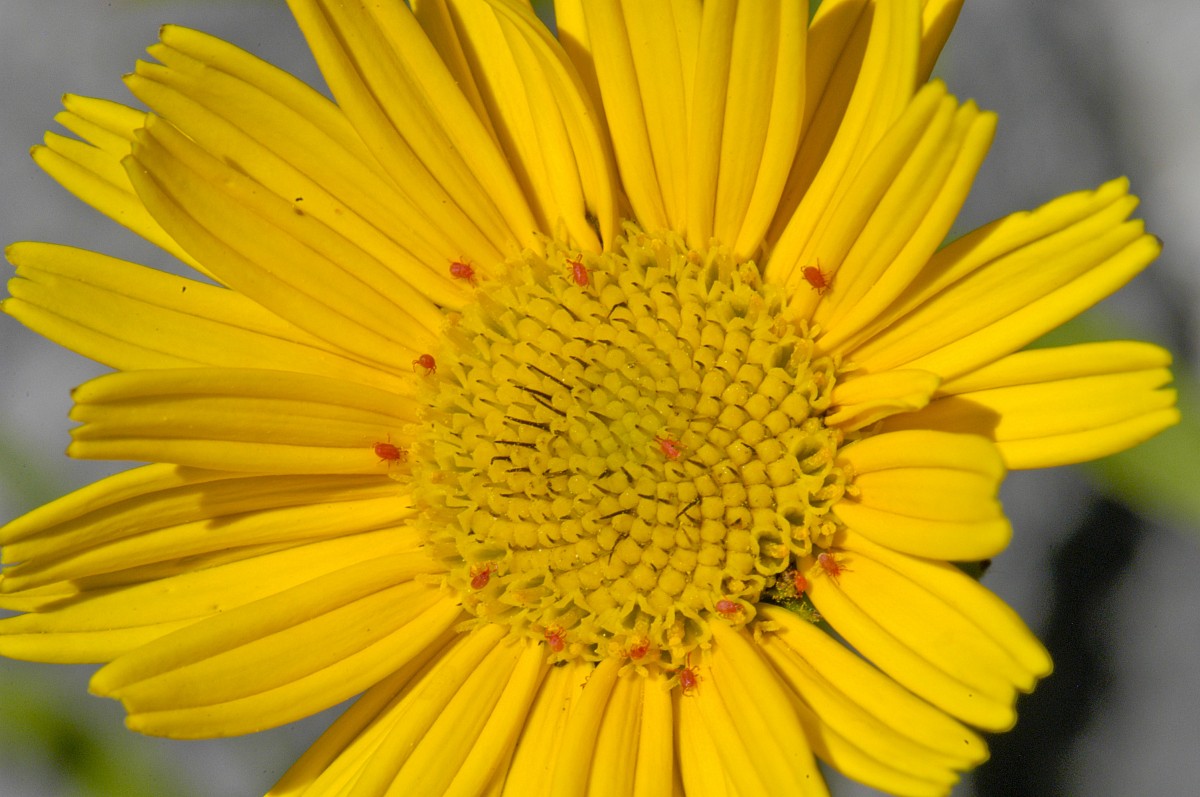 Margerite (Leucanthemum) mit roten Insekten. Aufnahme: Juli 2008.