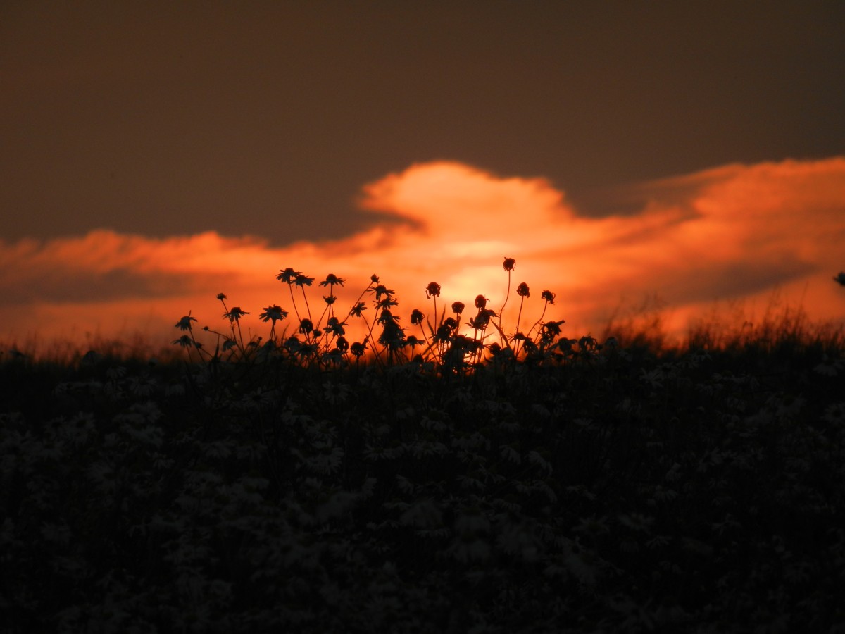 Margeriten in der Abendsonne,aufgenommen am 5.7.2013 in der Nähe von Burgpreppach (Lkr. Hassberge)