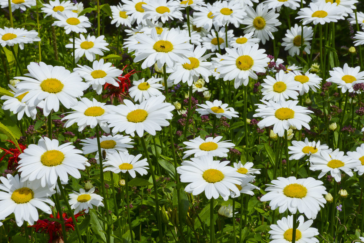 Margeriten (Leucanthemum) am Kindheitshaus von der Autorin Astrid Lindgren. Die Margeriten (Leucanthemum) sind eine Pflanzengattung in der Familie der Korbblütler (Asteraceae)
Aufnahme: 21. Juli 2017.