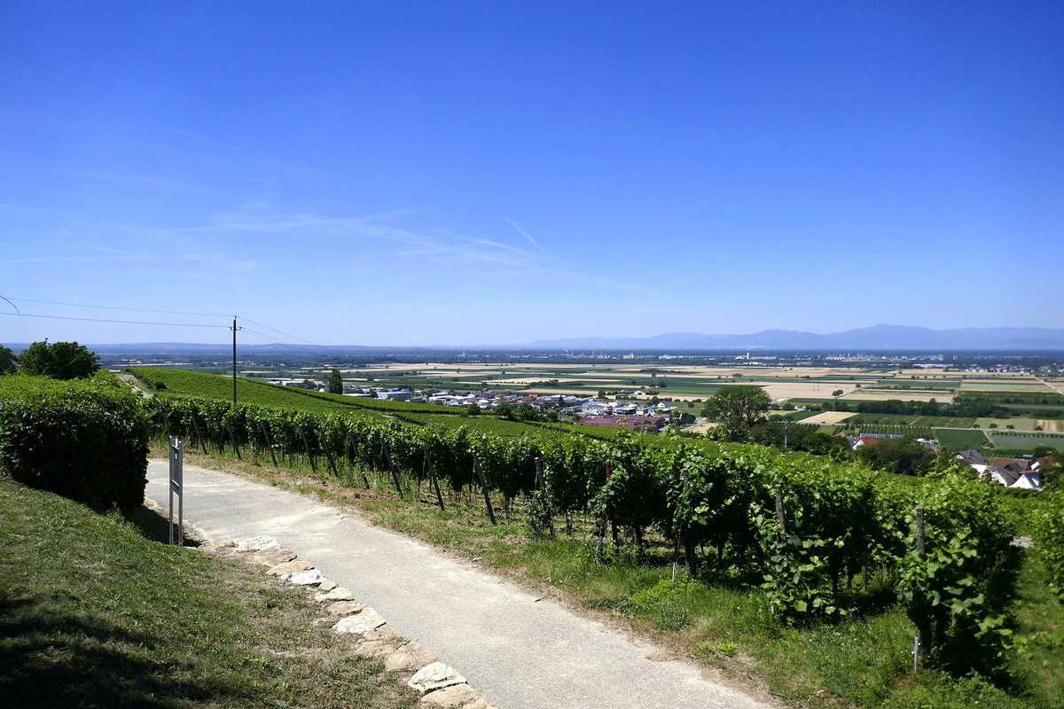 Markgräflerland, Blick von den Weinbergen bei Auggen in die Rheinebene, rechts im Hintergrund die Vogesen, Juli 2019