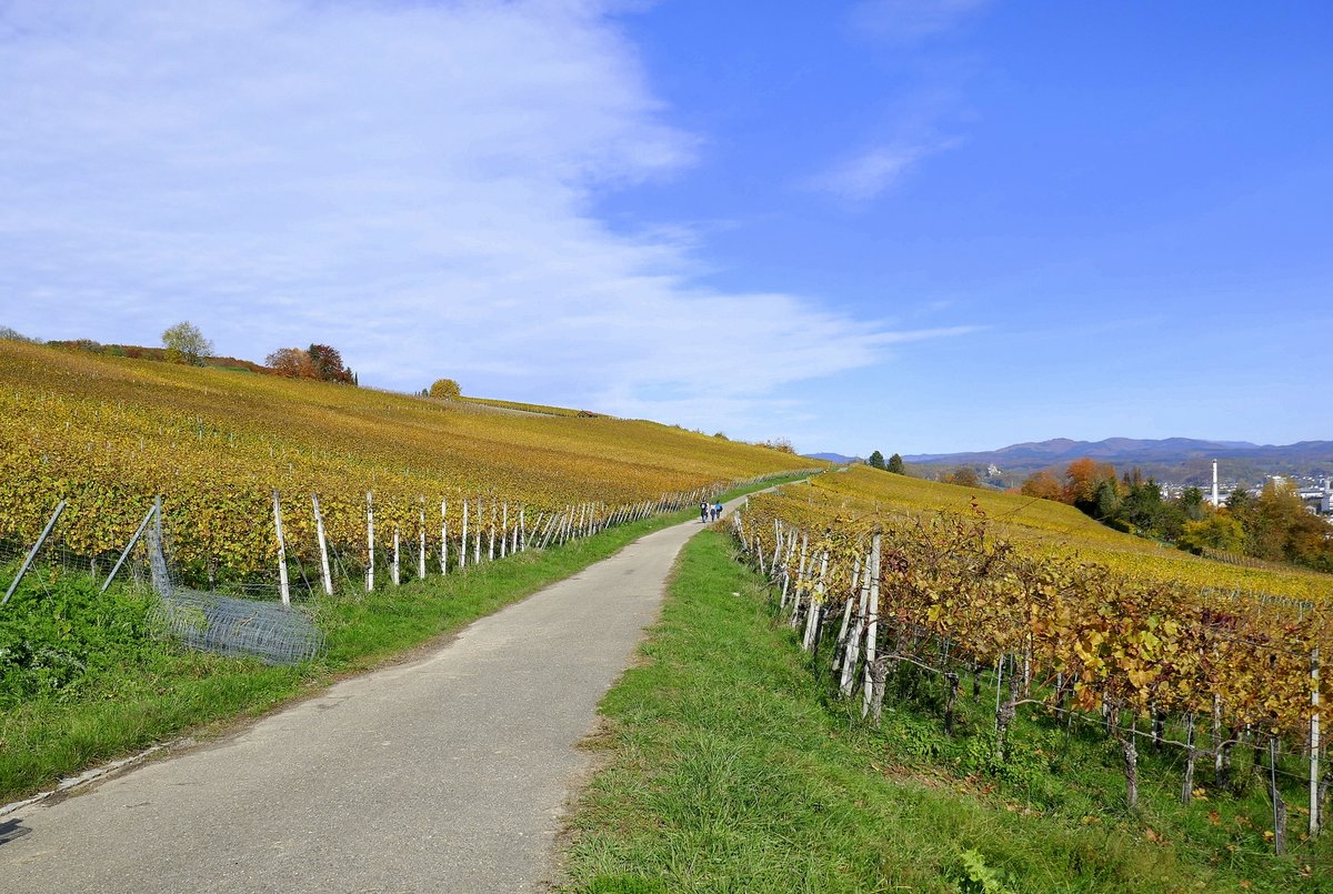 Markgräflerland, herbstlich gefärbte Weinberge am Tüllinger Berg, ganz rechts die Häuser von Lörrach, Okt.2020