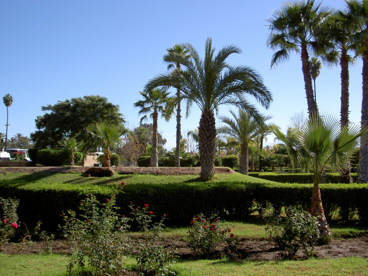 Marrakesch, Palmen im Park Lalla Hasna (21.12.2013)