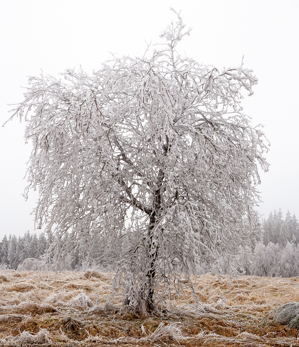 
Mehr Eis als Baum, am 22.12.2016 bei Friedewald. Es regnete, aber auf dem Höhen des Westerwaldes war es noch kalt, so gefror der Regen auf dem was er traf.