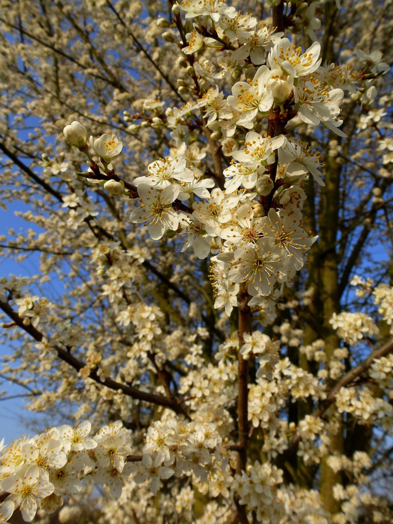 Mirabellenblüten, diese Pflaumenart gehört zu den allerersten blühenden Obstsorten, März 2014