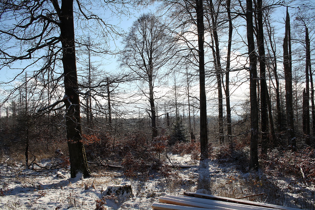 Mischwald an der Hahnenkleer Waldstraße unter Schnee; Aufnahme vom Nachmittag des 21.11.2022...