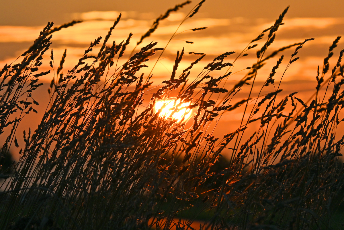 Mit Blick  durch`s Korn, Sonnenuntergang über der Eifel - 14.08.2023