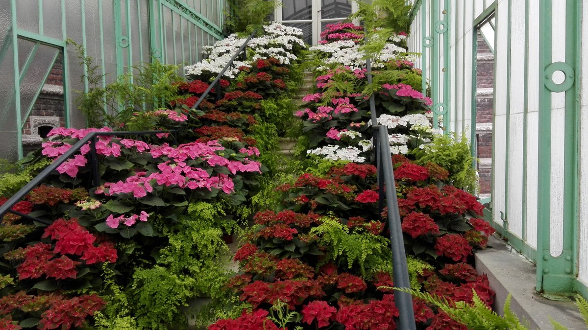 Mit bunten Blüten gezierte Treppe in einem Seitenflügel der königlichen Gewächshäusern in Brüssel. Ich freue mich über Hinweise zu den Pflanzenarten in den Kommentaren. Aufgenommen am 29.04.2018.