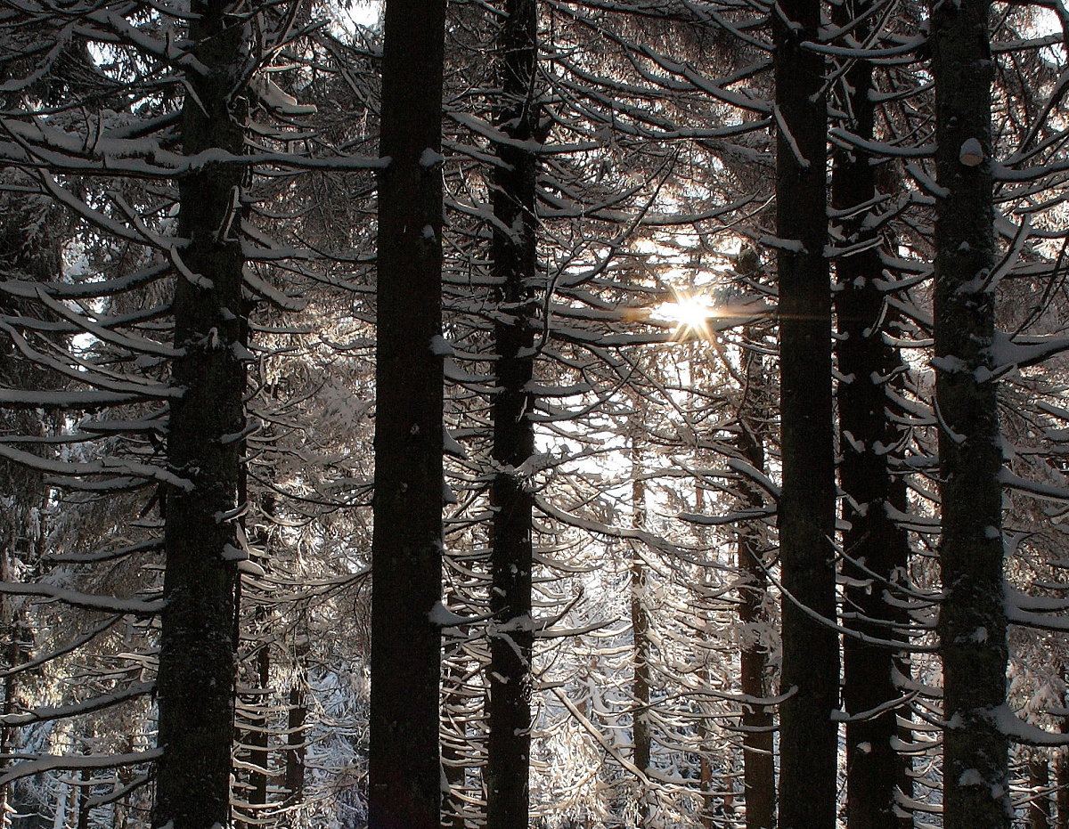 Mittagssonne im Schneewald; Nationalparkwald mit Schnee und Rauhreif; Aufnahme vom 14.02.2018 zwischen Oderbrück und dem  Dreieckigen Pfahl ...
