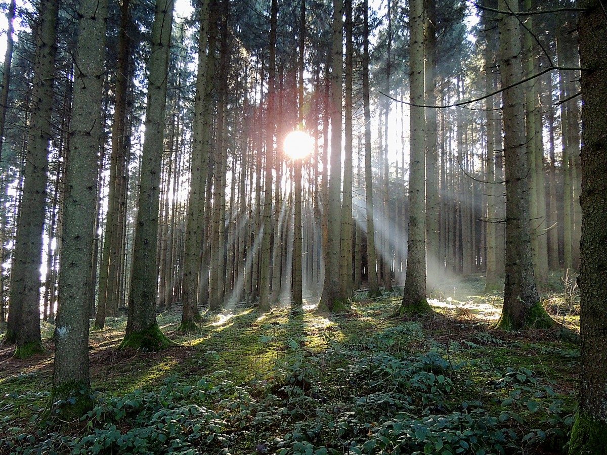 Mittagssonne wirft ihre Strahlen in den Wald; 140106