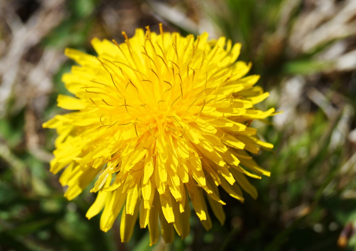 Mitte April - Blütezeit für den Löwenzahn. So gesehen am 16.04.2020 in Tirol.