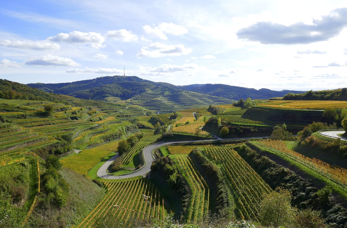 mitten im Kaiserstuhl, mit Blick zum 557m hohen Totenkopf, Okt.2019