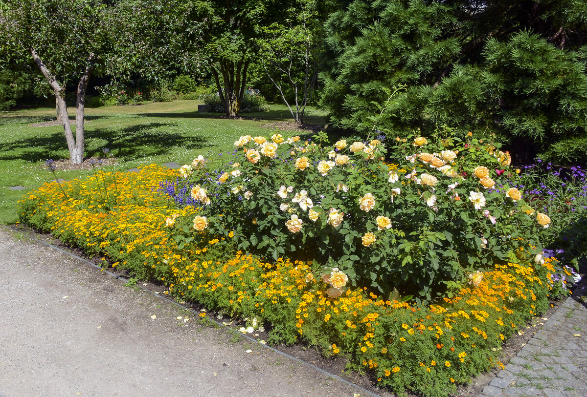 Mölln im Herzogtum Lauenburg. Blumen im Kurgarten. Aufnahme: 28. Juni 2022.