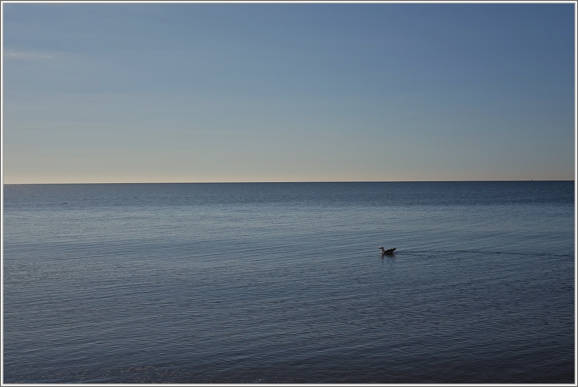Möwe allein auf dem Meer, bei Dawlish, Südküste England.
(19.04.2016)