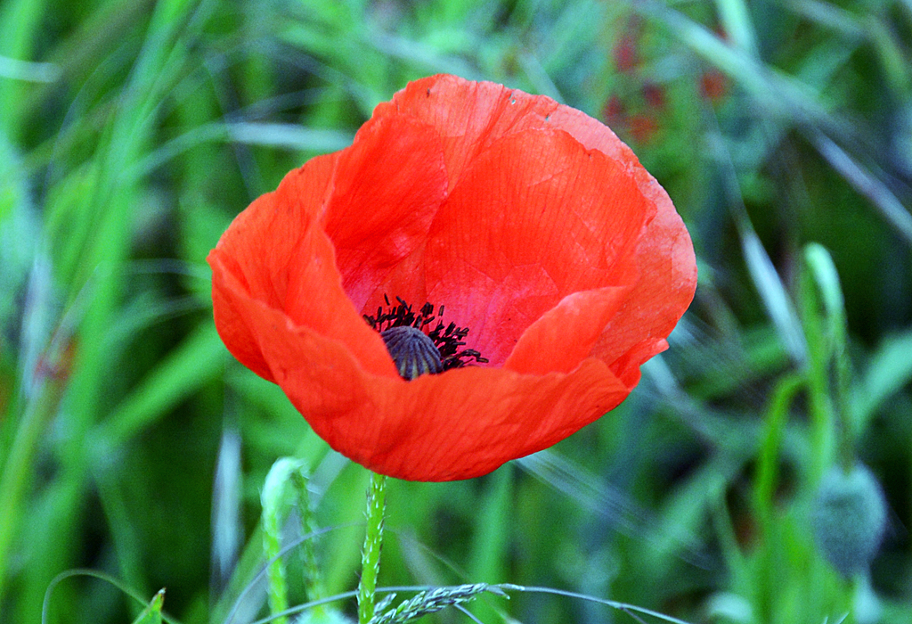 Mohnblume in einem Feld bei Zülpich - 28.05.2014