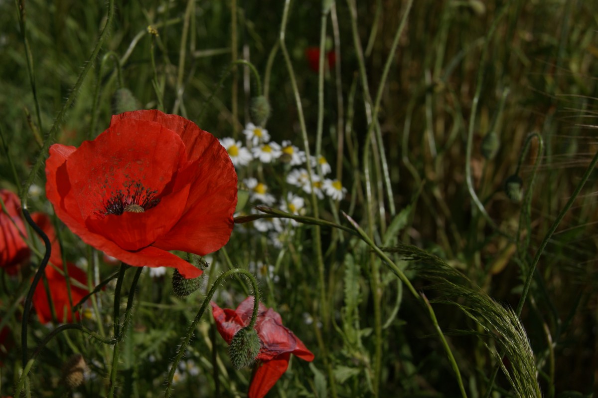 Mohnblume in der Nähe von Heiligendamm am 14.06.2014