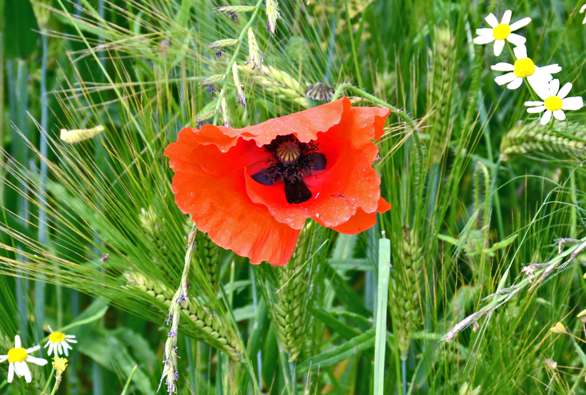 Mohnblume zwischen  jungem Getreide  bei der Steinbachtalsperre - 05.06.2016